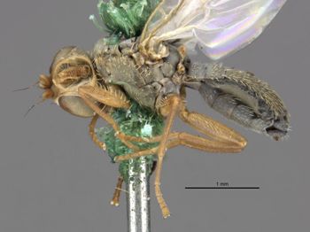 Media type: image;   Entomology 13321 Aspect: habitus lateral view